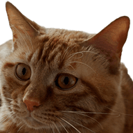 Dai's cat